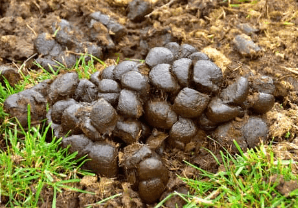 absence crottins cheval