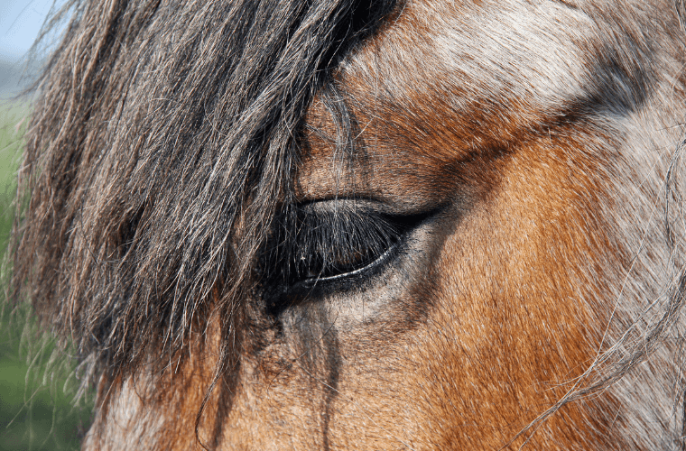 cheval &acirc;g&eacute; mue