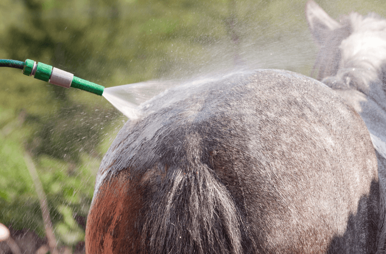 douche cheval mue