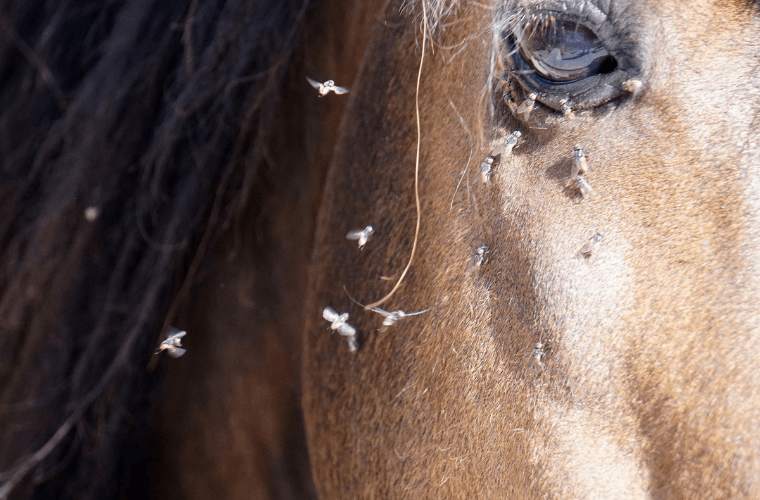 insectes cheval mue