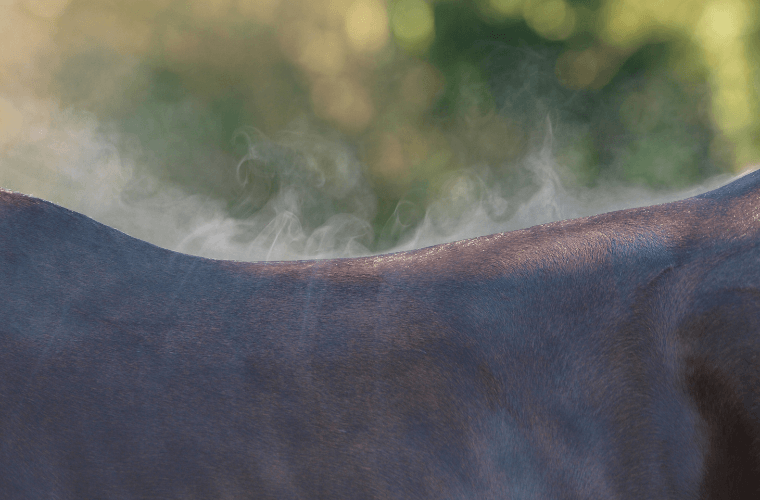 sueur cheval mue