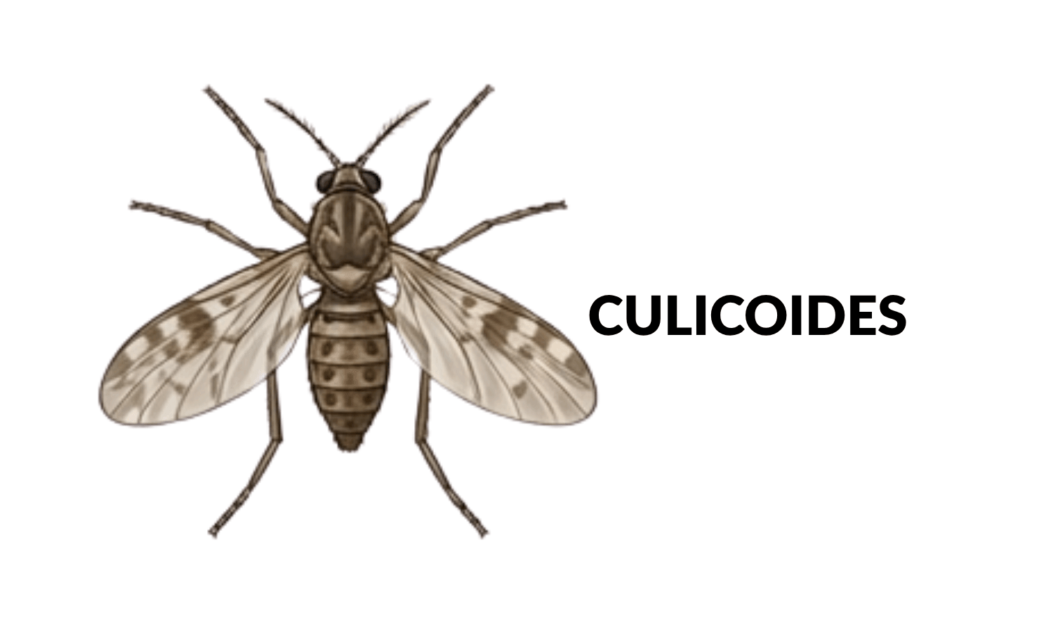 Culicoides Pferd