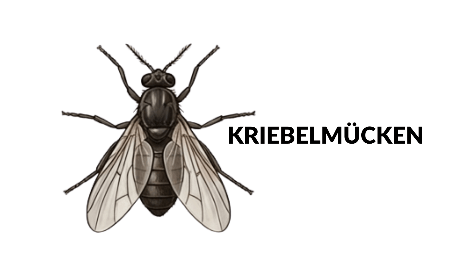 Kriebelm&uuml;cken Pferd
