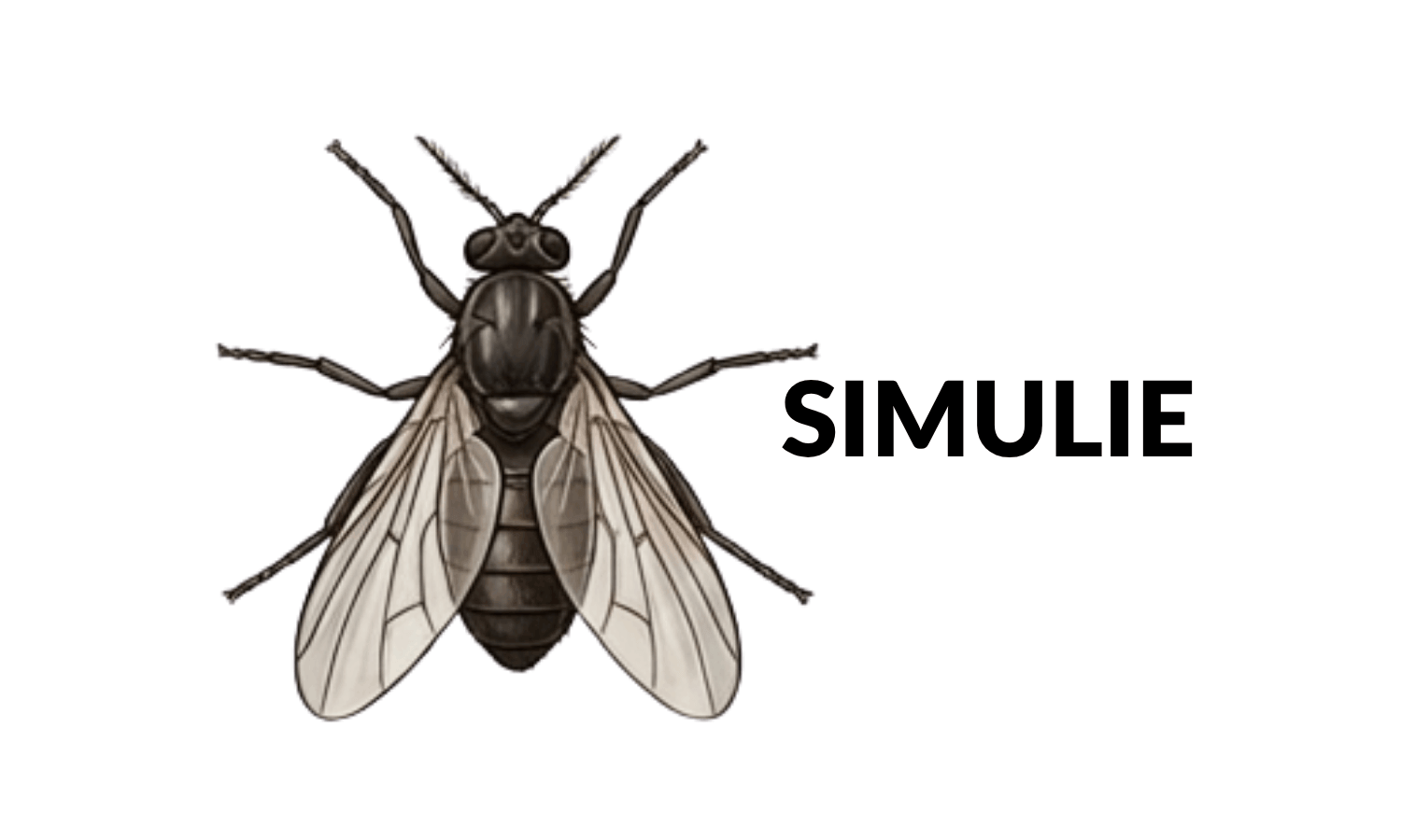 simulie cheval