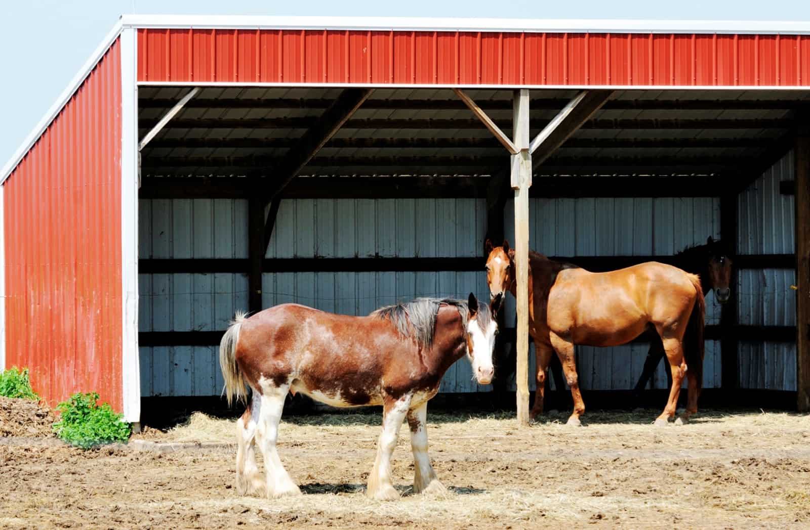 Abris pour cheval