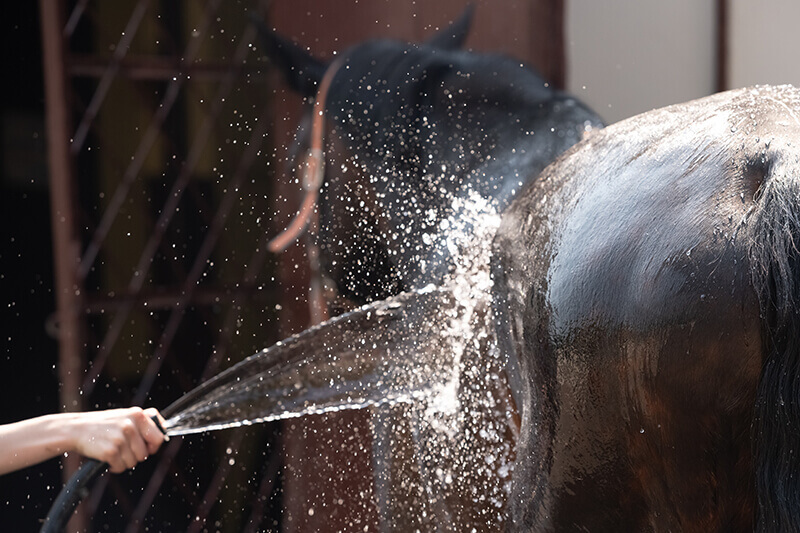 Cheval et eau &eacute;t&eacute; rafraichir