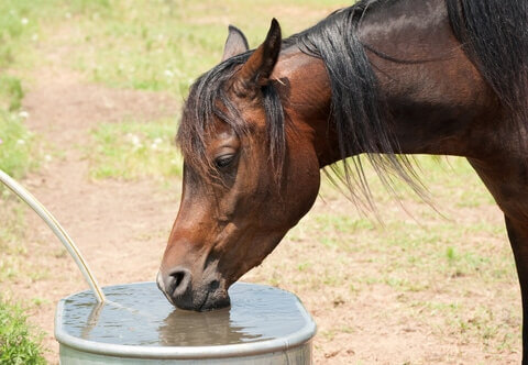 Cheval qui boit
