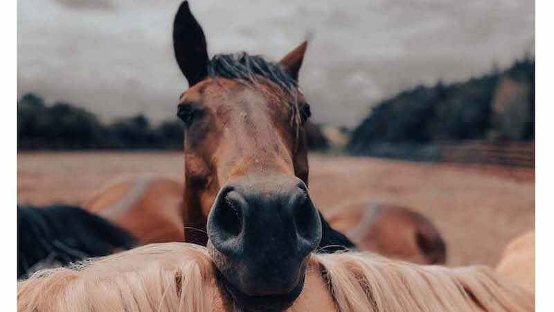 Comportement cheval abri &eacute;t&eacute; 