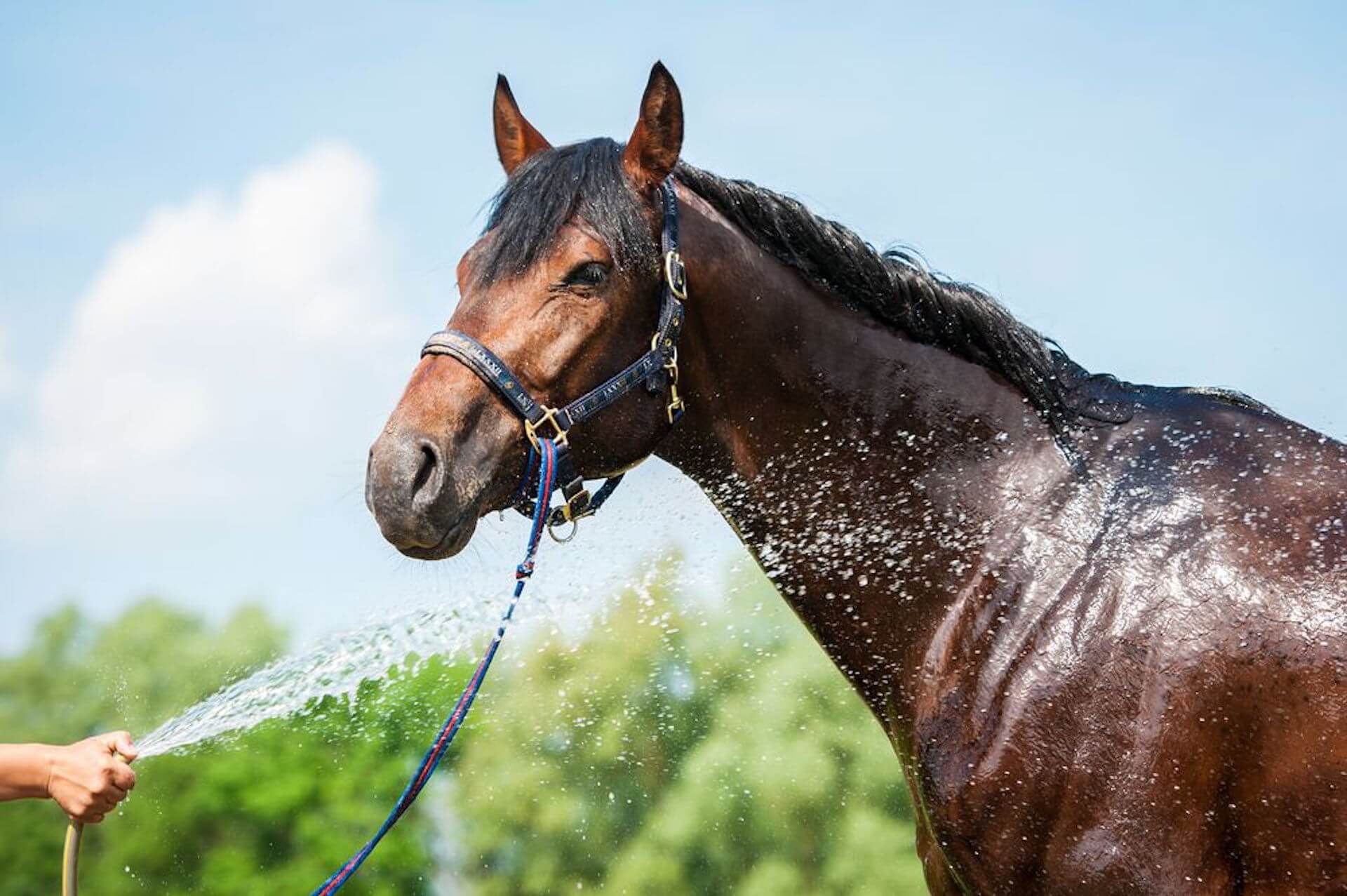 Douche cheval