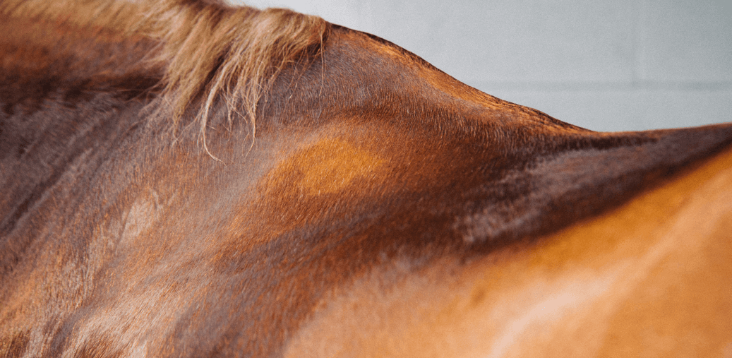 Sueur cheval 