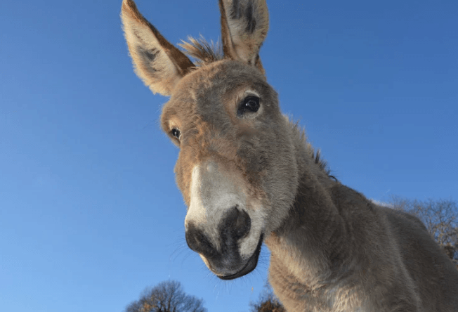 morphologie &acirc;ne