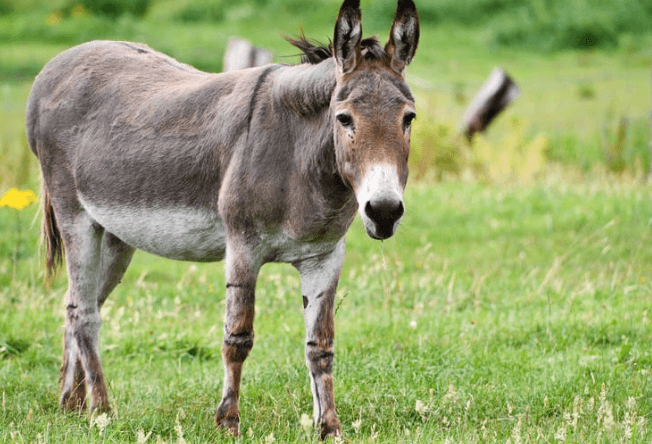 d&eacute;marche &acirc;ne