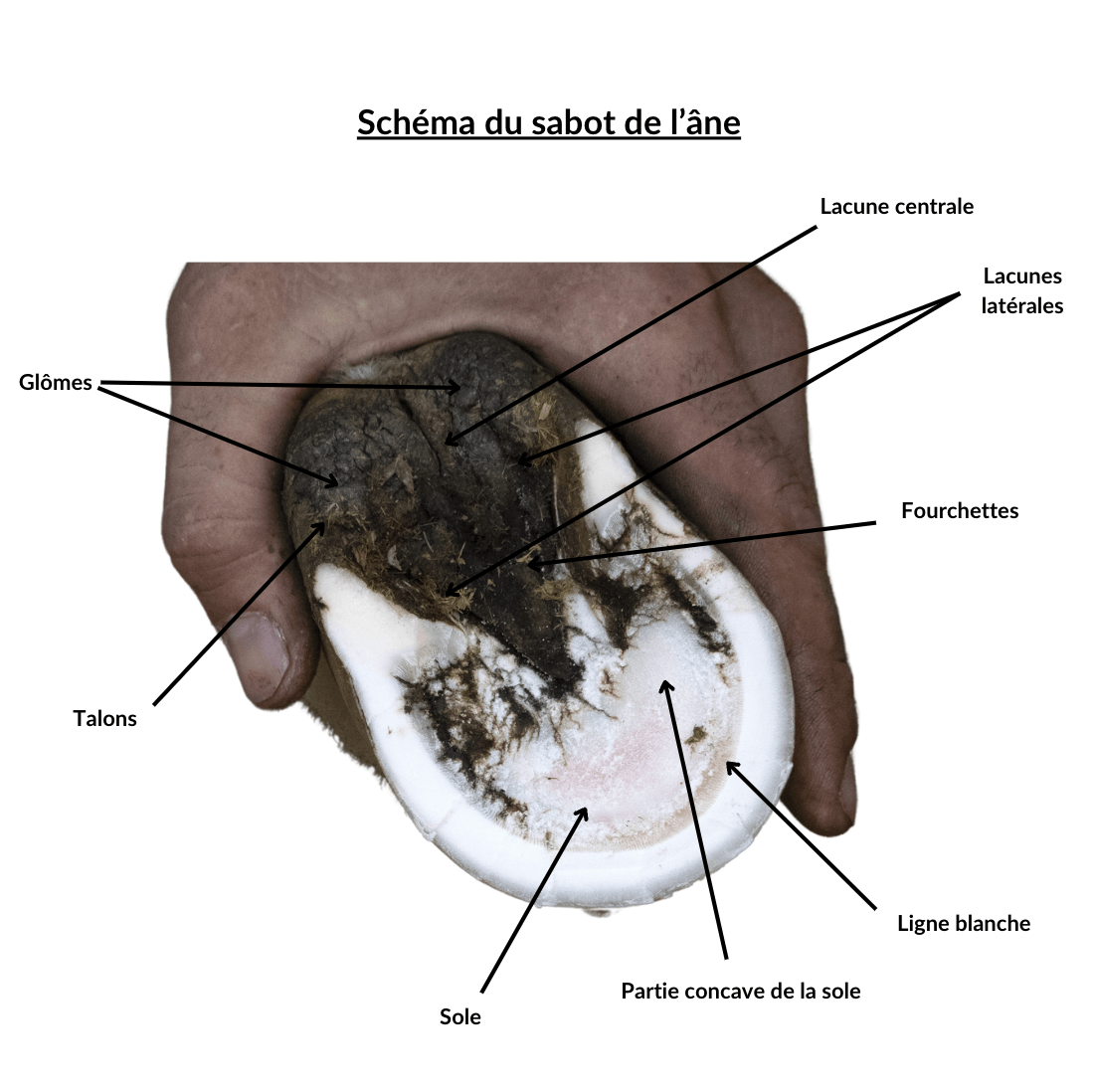 Sch&eacute;ma du sabot de l'&acirc;ne