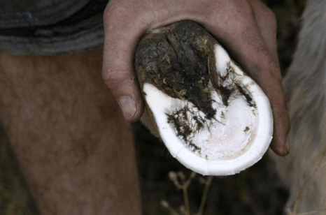 pourriture fourchette &acirc;ne