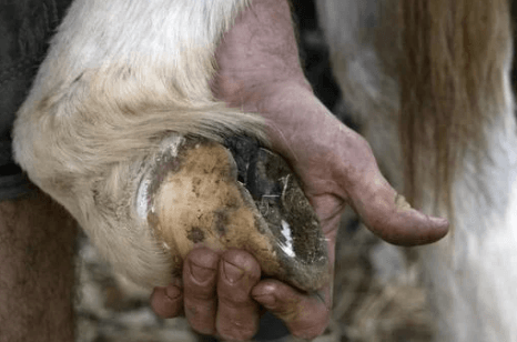 abc&egrave;s &acirc;ne