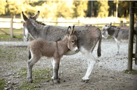posture et locomotion &acirc;ne
