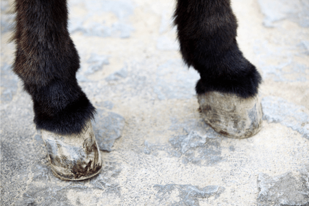 l'abc&egrave;s du sabots chez l'&acirc;ne