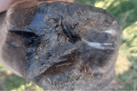 Strahlf&auml;ule beim Esel