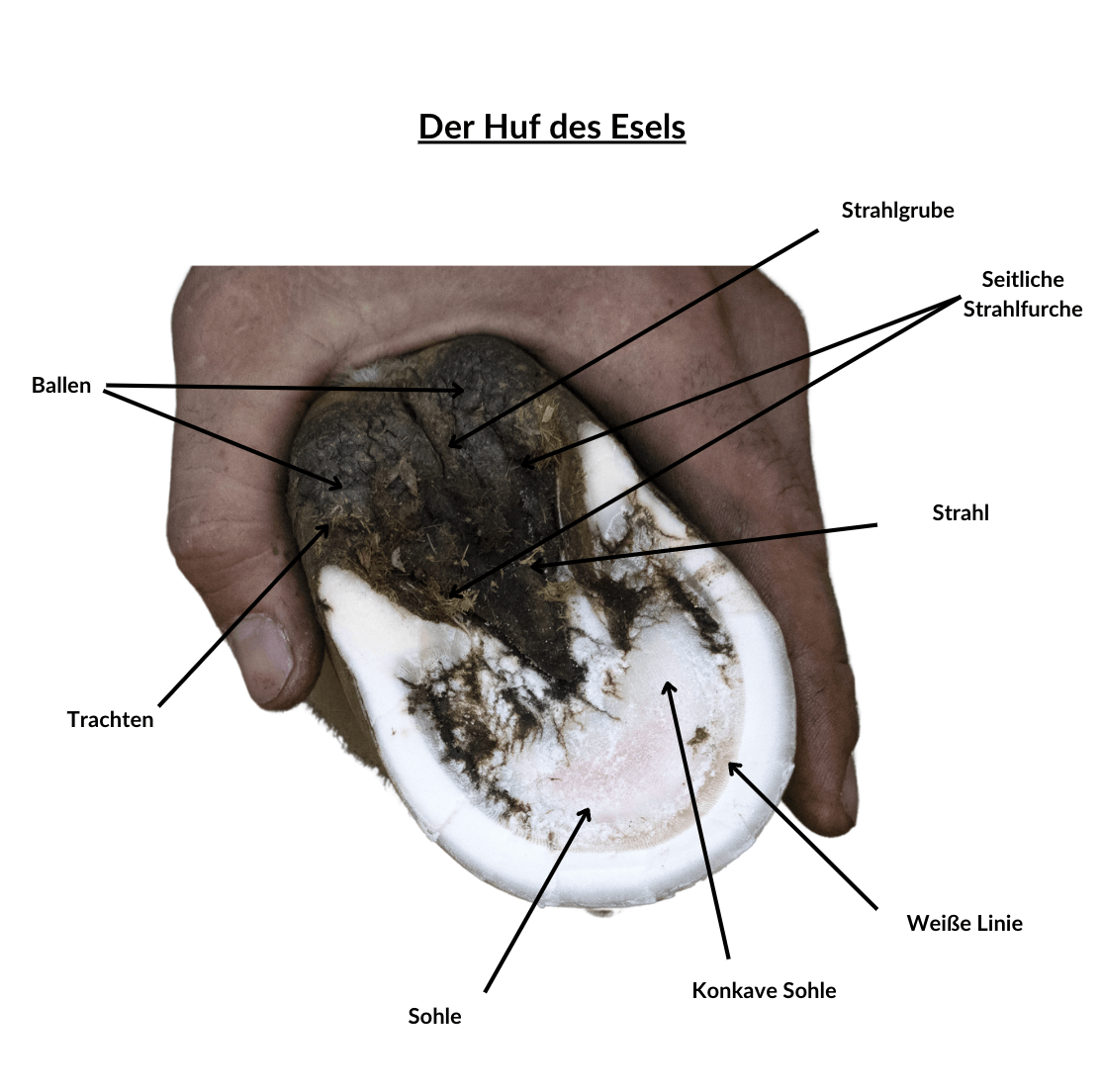 Sch&eacute;ma du sabot de l'&acirc;ne