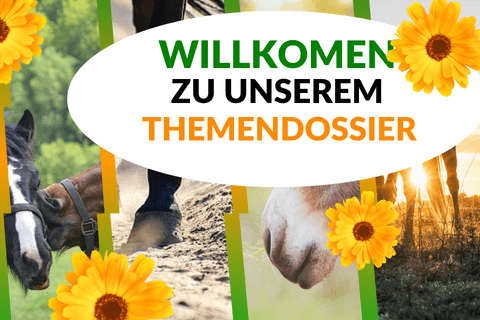 Handy Banner der Themenseite