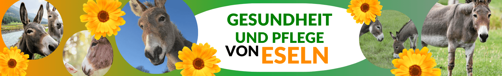 Gesundheit und Pflege von Eseln