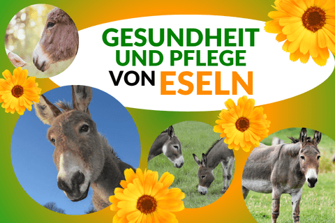 Gesundheit und Pflege Eseln