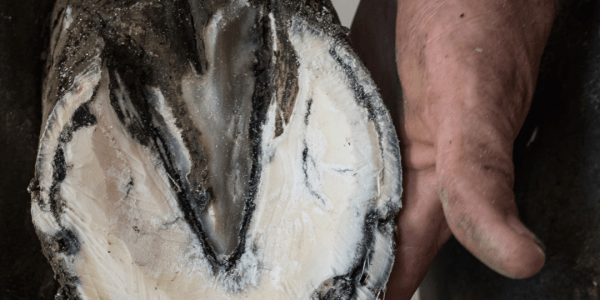 complication symptome abces de pied sabot cheval ane