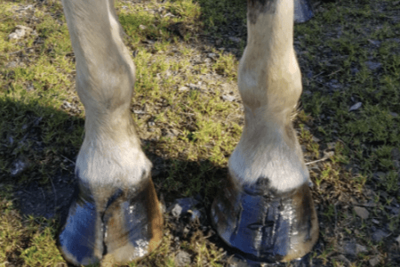 seime cheval sabot