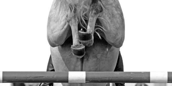 arthrose cheval 