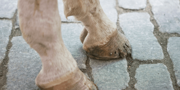 sabots secs et cassants cheval ane