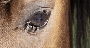 d&eacute;mangeaisons cheval &eacute;t&eacute;