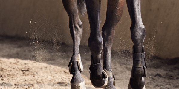 problemes locomoteurs cheval
