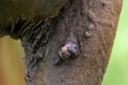 Sarkoid beim Pferd &ndash; Hauttumoren