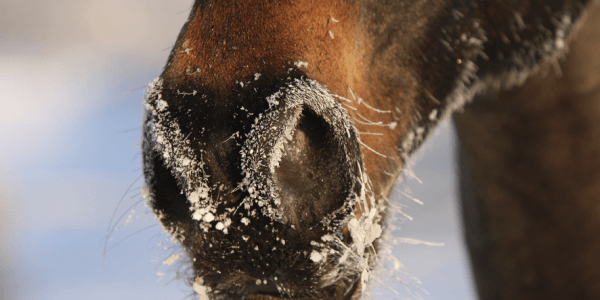 d&eacute;mangeaisons peau anes cheval maux hiver 