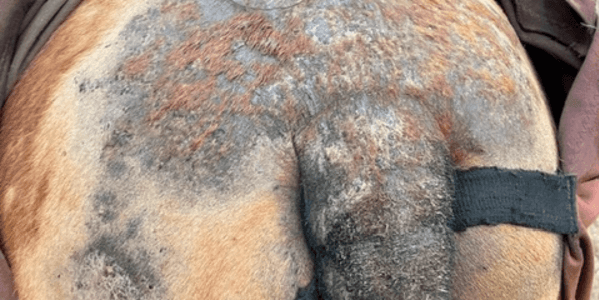 complication dermite moucherons sympt&ocirc;mes cheval