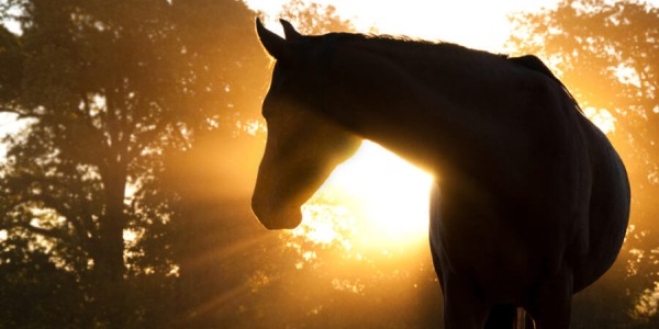 complication symptome coup soleil cheval ane