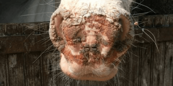 symptome complication photosensibilisation cheval  ane peau soleil