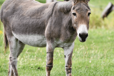 Esel Gesundheit Pflege