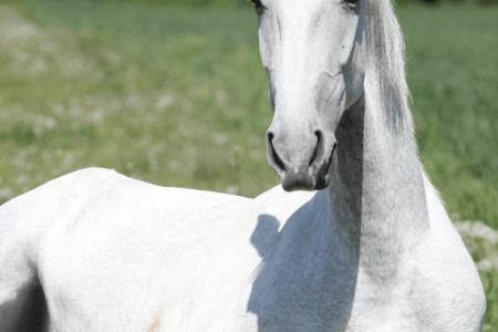 Kolik Pferd