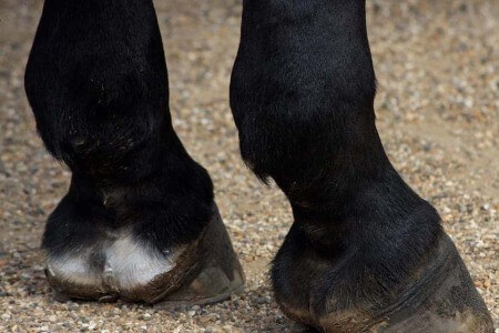 prendre soin sabot cheval &eacute;t&eacute;