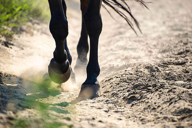 complication sympt&ocirc;mes tendinites ane cheval
