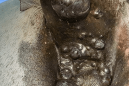 Melanom beim Pferd &ndash; Hauttumor