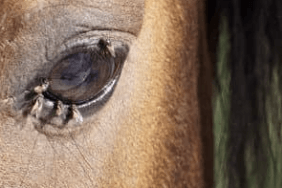 maux &eacute;t&eacute; cheval 