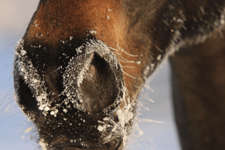 maux hiver cheval 