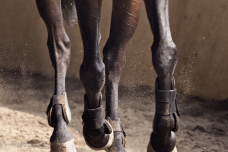 probl&egrave;mes locomoteurs cheval
