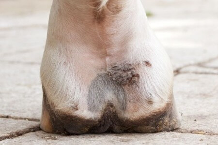 gale de boue dermatophilose cheval et l'&acirc;ne