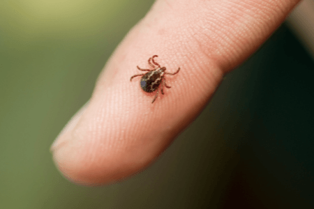 Zeckenprophylaxe beim Pferd