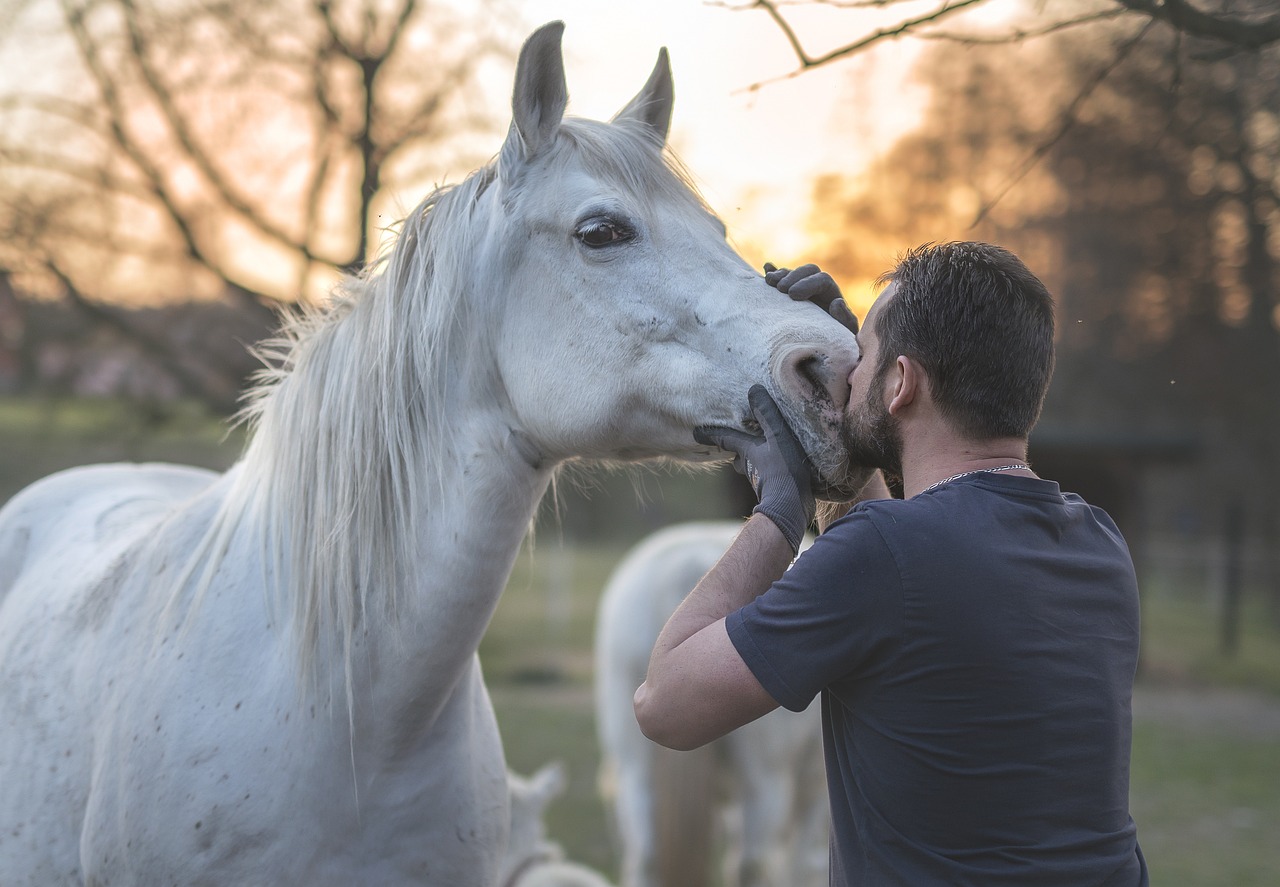 Test de remplissage capillaire cheval