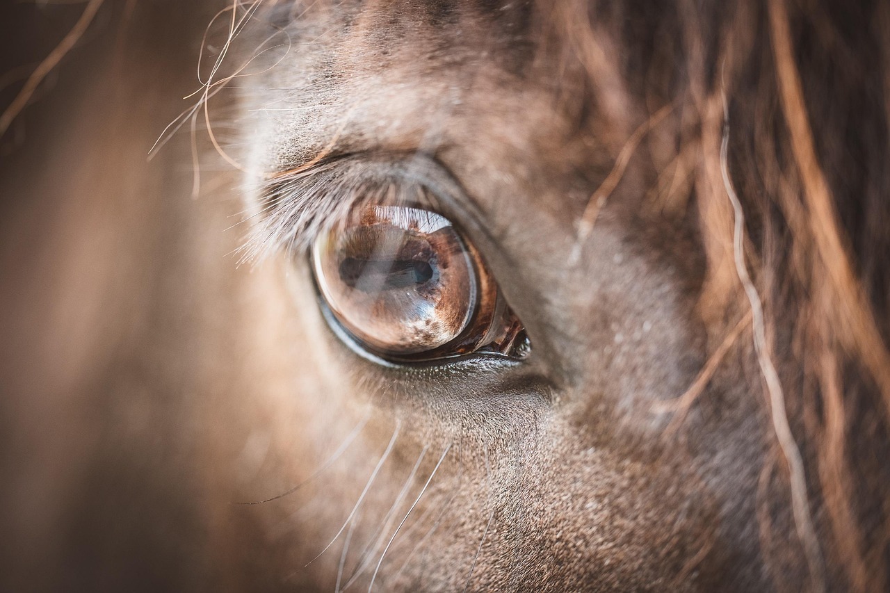 Yeux enfoncés cheval