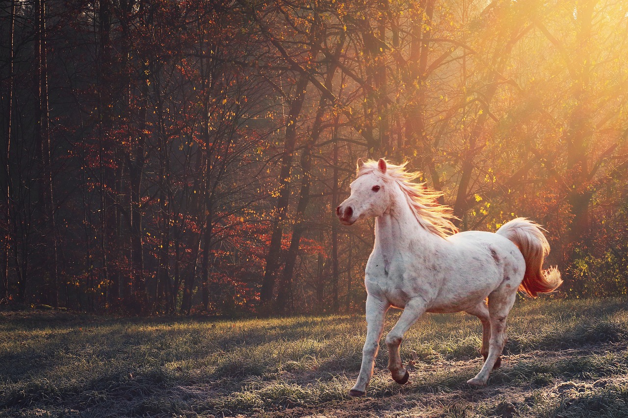 coups de chaleur cheval